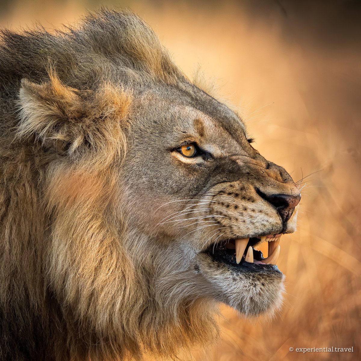 A male lion baring his teeth at the end of a yawn