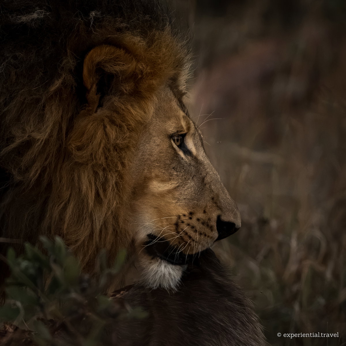 A male lion in profile in very low evening light