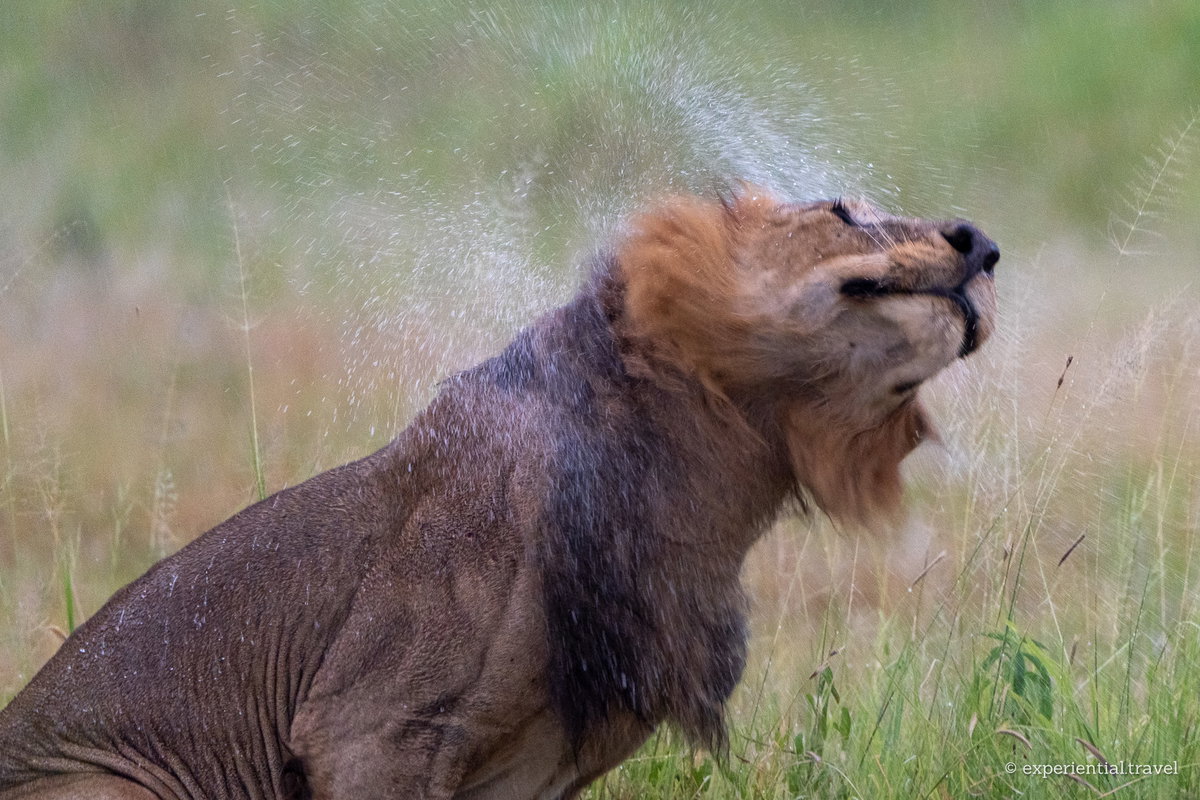A wet male lion shaking rain from his mane