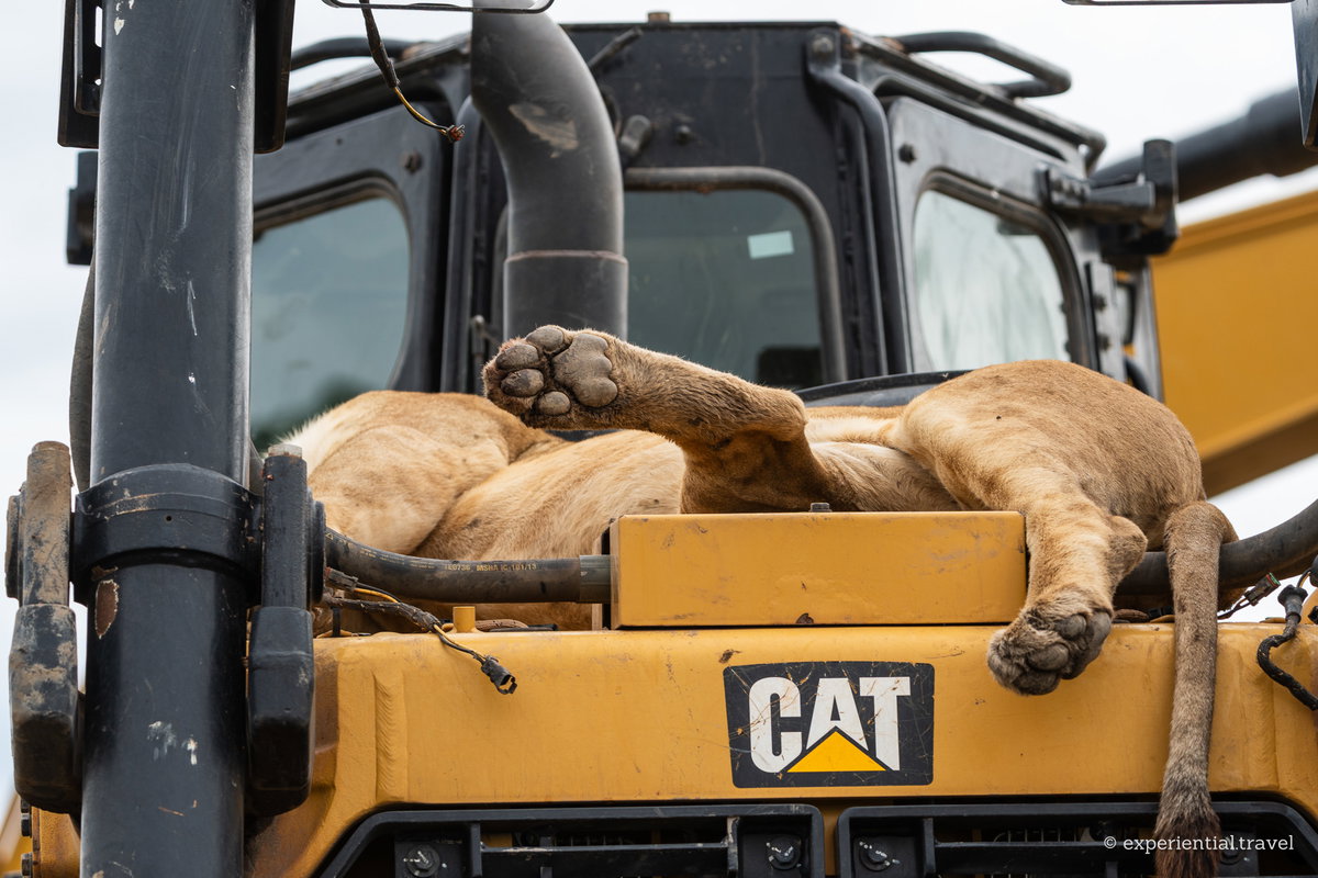 A lioness asleep on the bonnet of a bulldozer