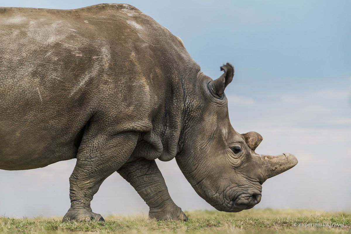 A rhino photographed from ground level, the horizon at its feet