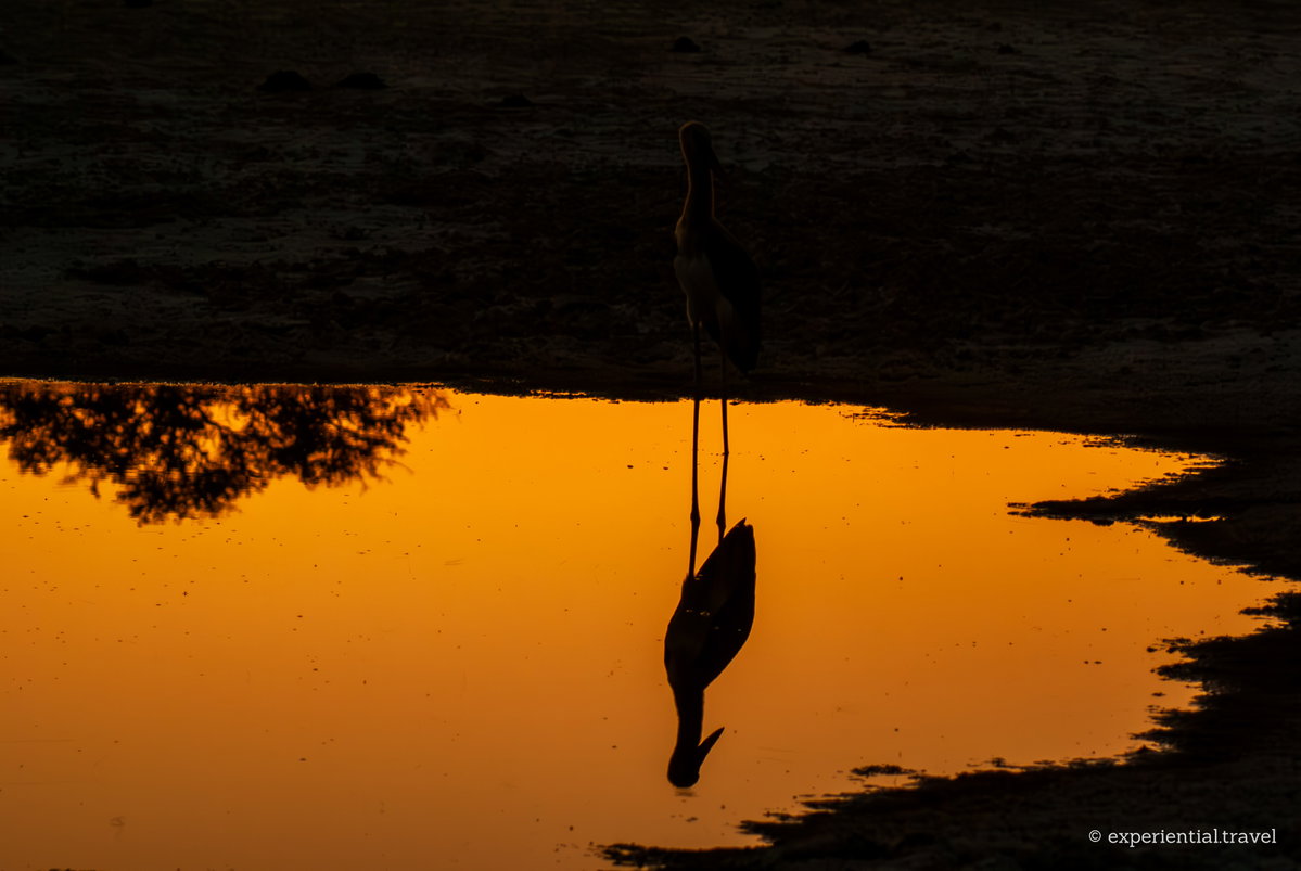 A stork reflected in water coloured by the sunset