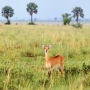 A Uganda kob on open savannah dotted with palms, Uganda