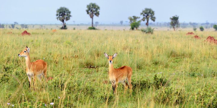A Uganda kob on open savannah dotted with palms, Uganda
