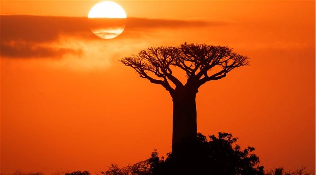 Baobab sunrise in Madagascar