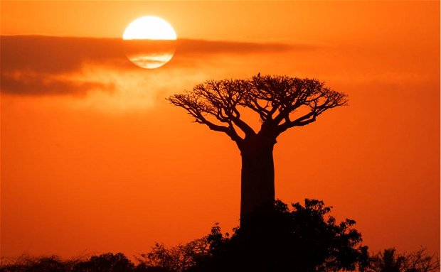 Baobab sunrise in Madagascar