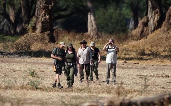 Walking Safaris