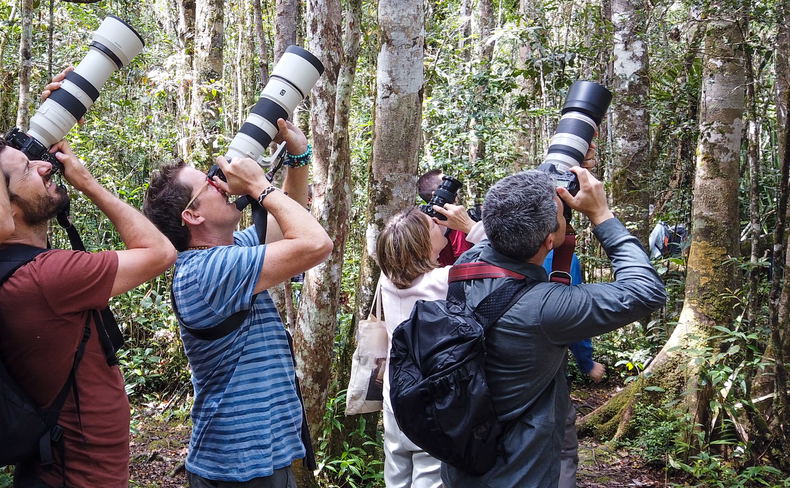 A group of photography enthusiasts train their long lens on a rare lemur in Madagascar. A group of photography enthusiasts train their long lens on a rare lemur in Madagascar.