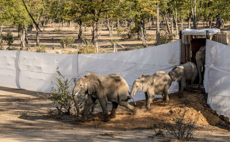 Translocating elephants Translocating elephants