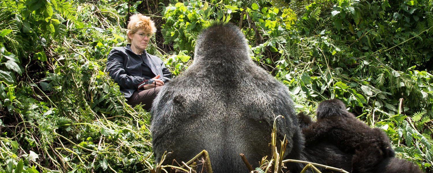 Evelyn Weskob is approached by a silverback in Rwanda