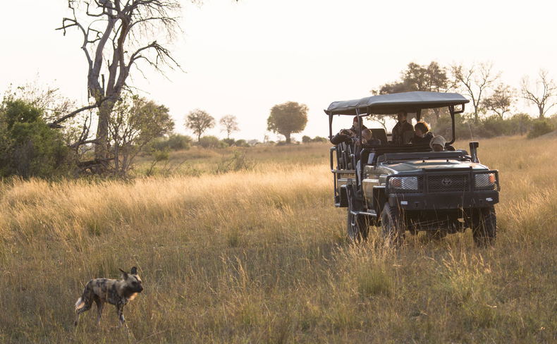 Watching wilddogs in Botswana