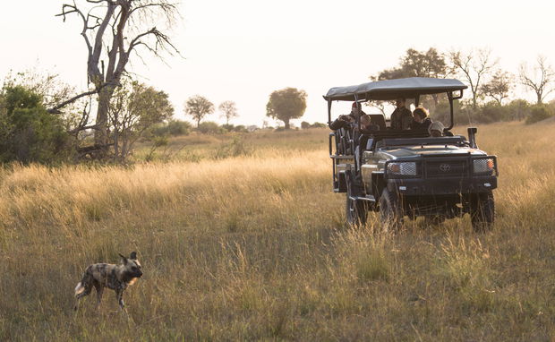 Watching wilddogs in Botswana Watching wilddogs in Botswana
