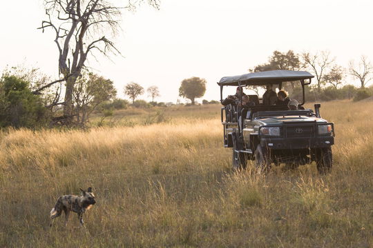 Watching wilddogs in Botswana