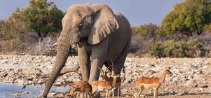 Last Minute Overland Lodge Safari