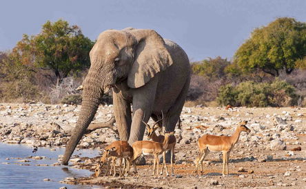 Great Trans-African Lodge Safari