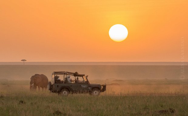 On safari in the Masai Mara with Governors Camp