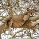 A lioness resting in the branches of a fig tree in the Ishasha sector of Queen Elizabeth National Park, Uganda