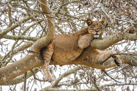 A lioness resting in the branches of a fig tree in the Ishasha sector of Queen Elizabeth National Park, Uganda