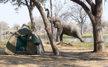 Extended Botswana Classic Safari