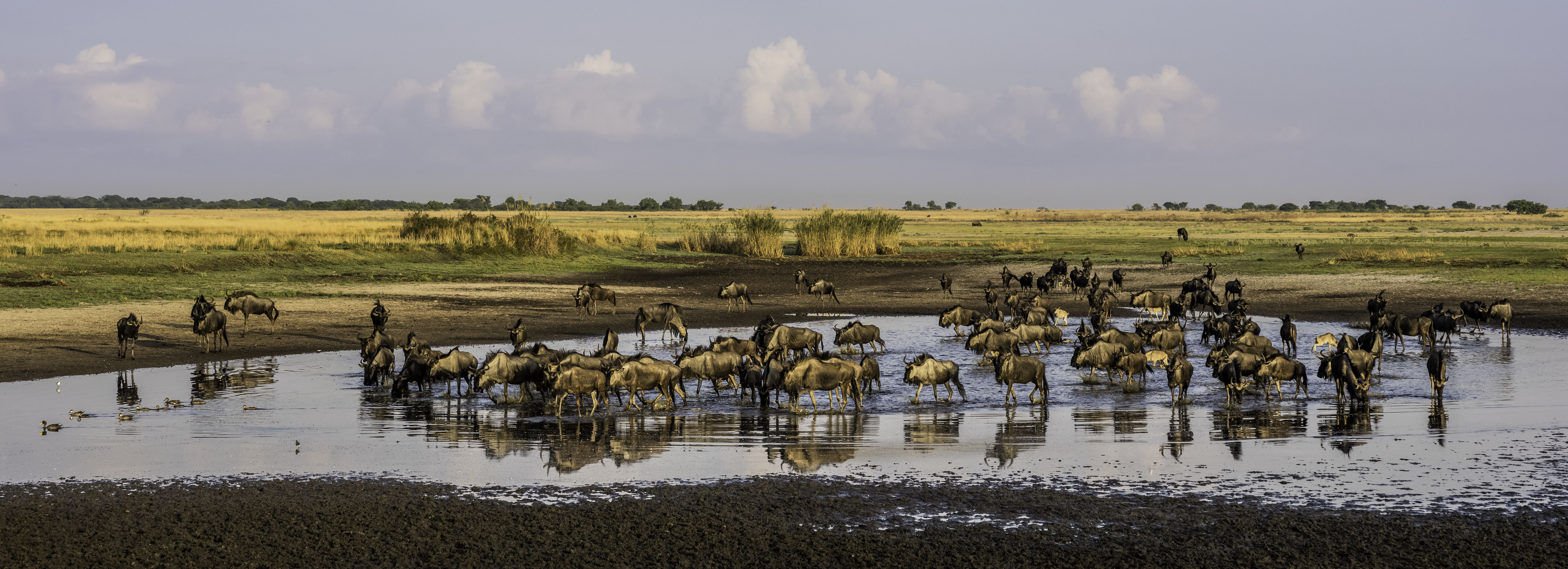 Some of the 45000 wildebeest in Liuwa Plain