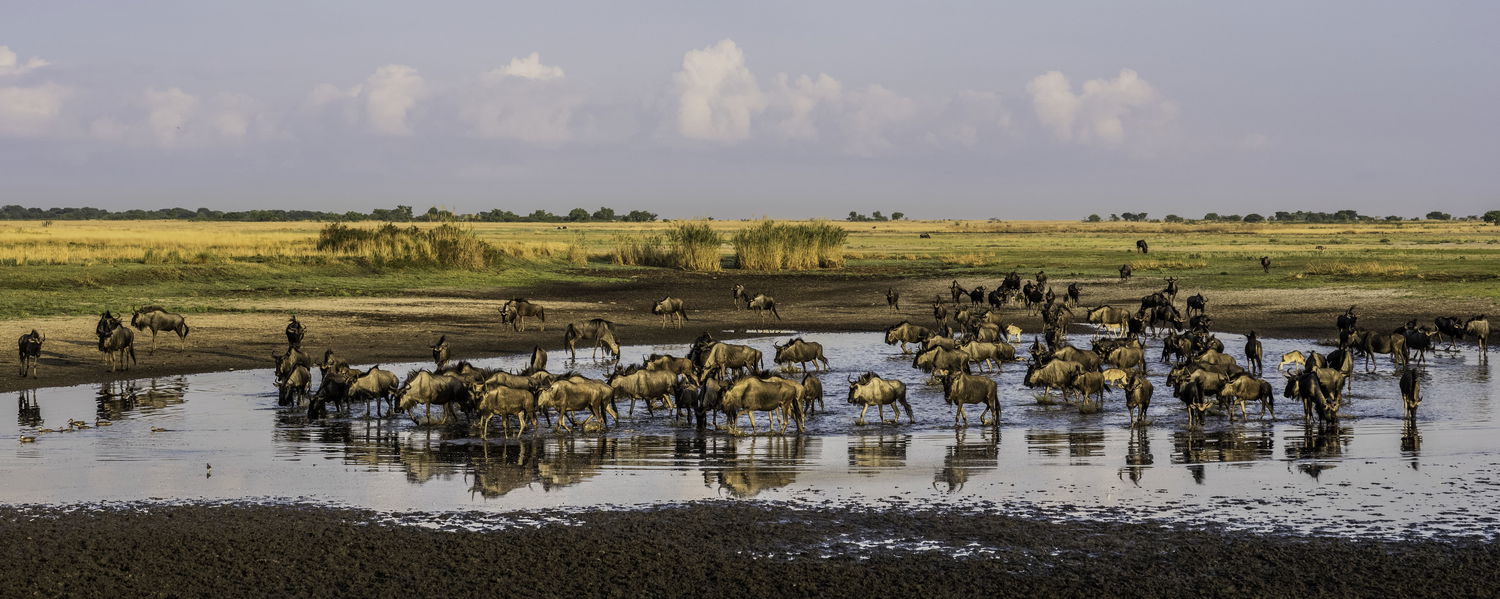 Some of the 45000 wildebeest in Liuwa Plain