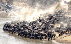 Great Migration, Victoria Falls and the Greater Kruger