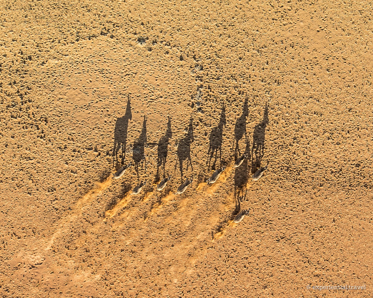 Zebra and their long shadows seen from a hot-air balloon above fairy circles in Namibia