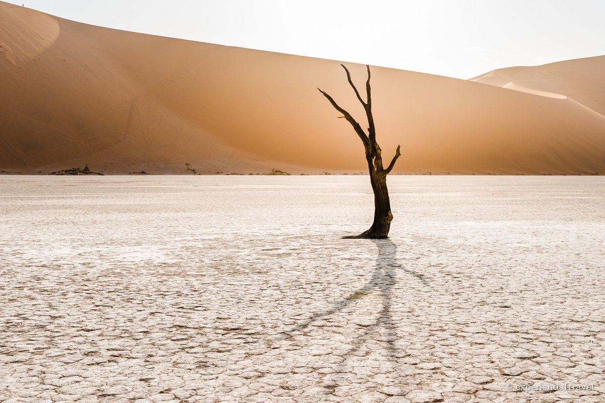 A dead camelthorn tree at Deadvlei, Namibia, photographed into the sun with a washed-out sky