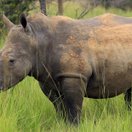 A southern white rhino in long grass, Uganda
