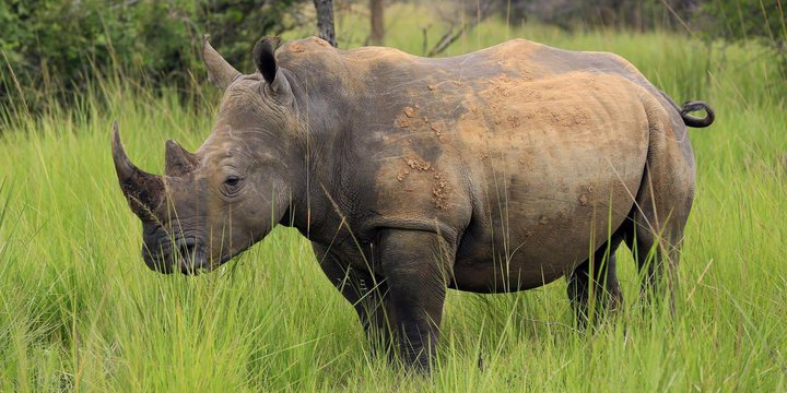 A southern white rhino in long grass, Uganda