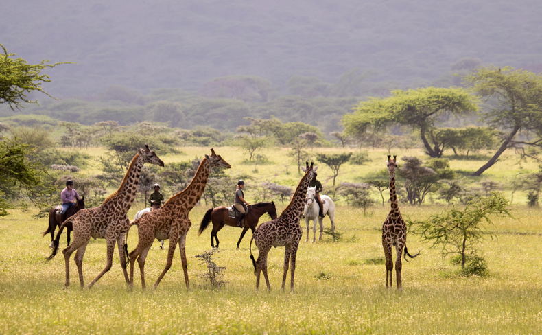 Horse riders quietly observe giraffes in Kenya