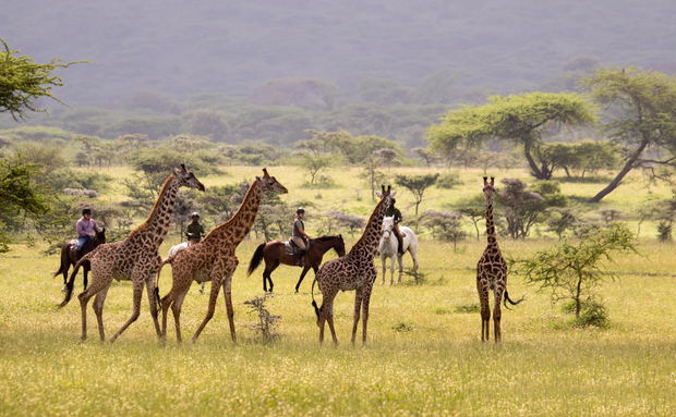 Horse riders quietly observe giraffes in Kenya Horse riders quietly observe giraffes in Kenya