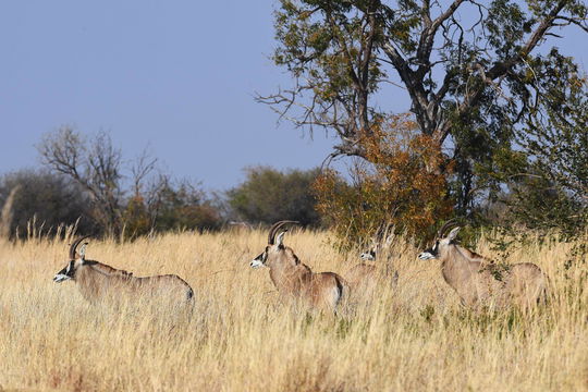 Rare wildlife Rare wildlife