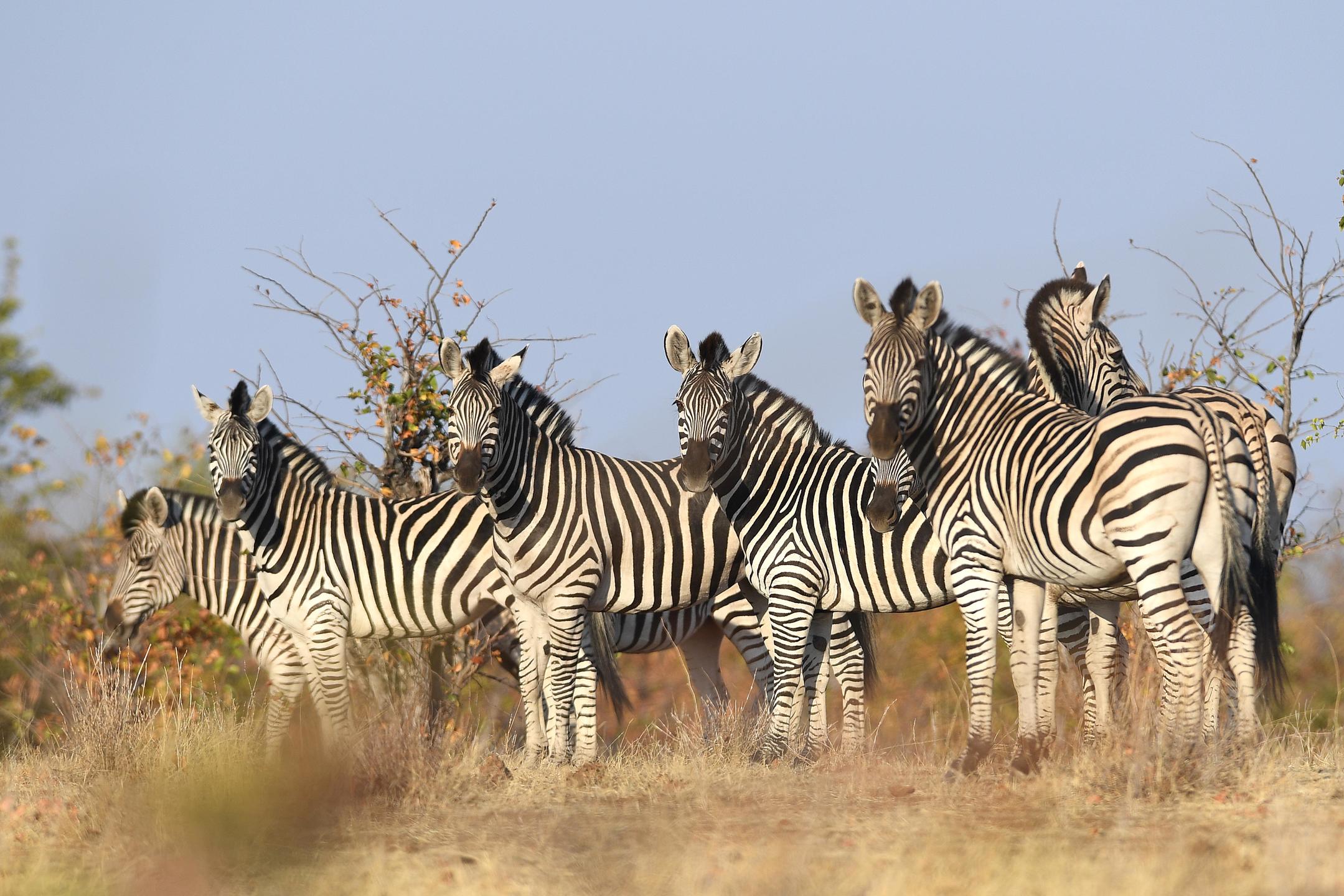 Zebra