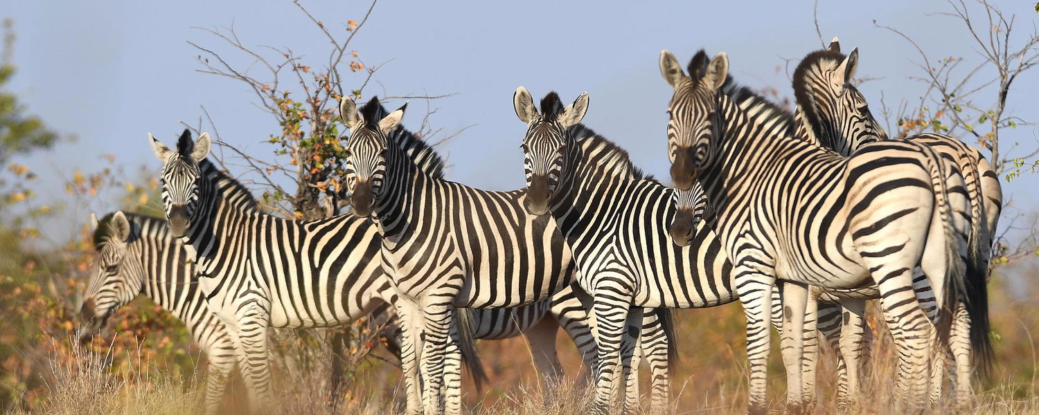 Zebra