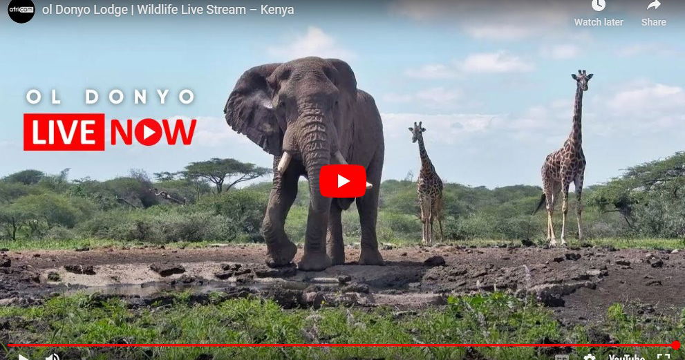 Live Safari Cams Watch African Wildlife In Real Time