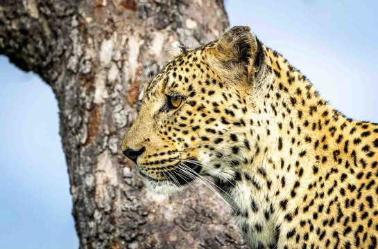 Wildlife in the Thornybush Game Reserve, Greater Kruger Wildlife in the Thornybush Game Reserve, Greater Kruger