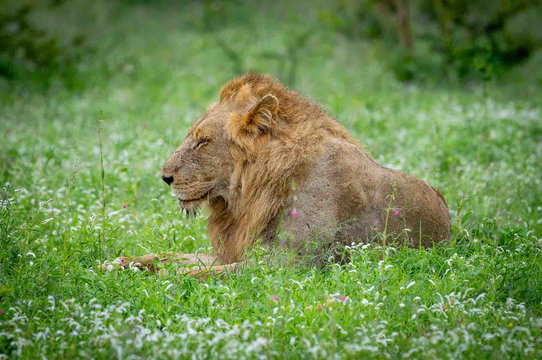 Wildlife resting in the Thornybush Game Reserve Wildlife resting in the Thornybush Game Reserve