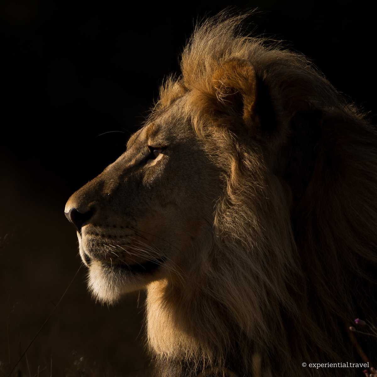 A male lion in profile, side-lit against a dark background, in Welgevonden, South Africa