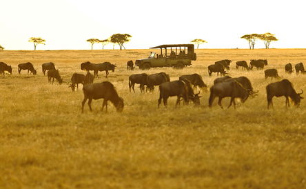 Tanzania with Steve Bolnick