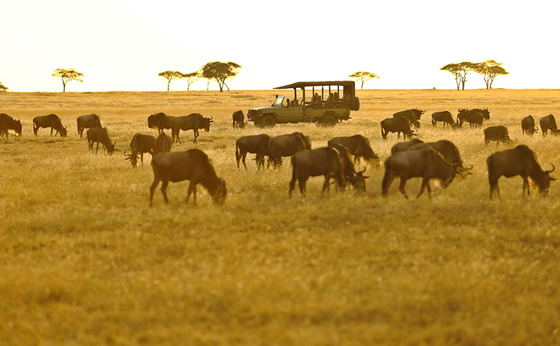 Tanzania with Steve Bolnick