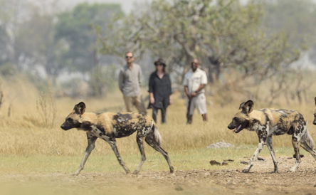 Botswana Walking, Canoeing and Safari 
