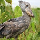 A shoebill stork among wetland vegetation, Uganda