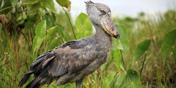 A shoebill stork among wetland vegetation, Uganda