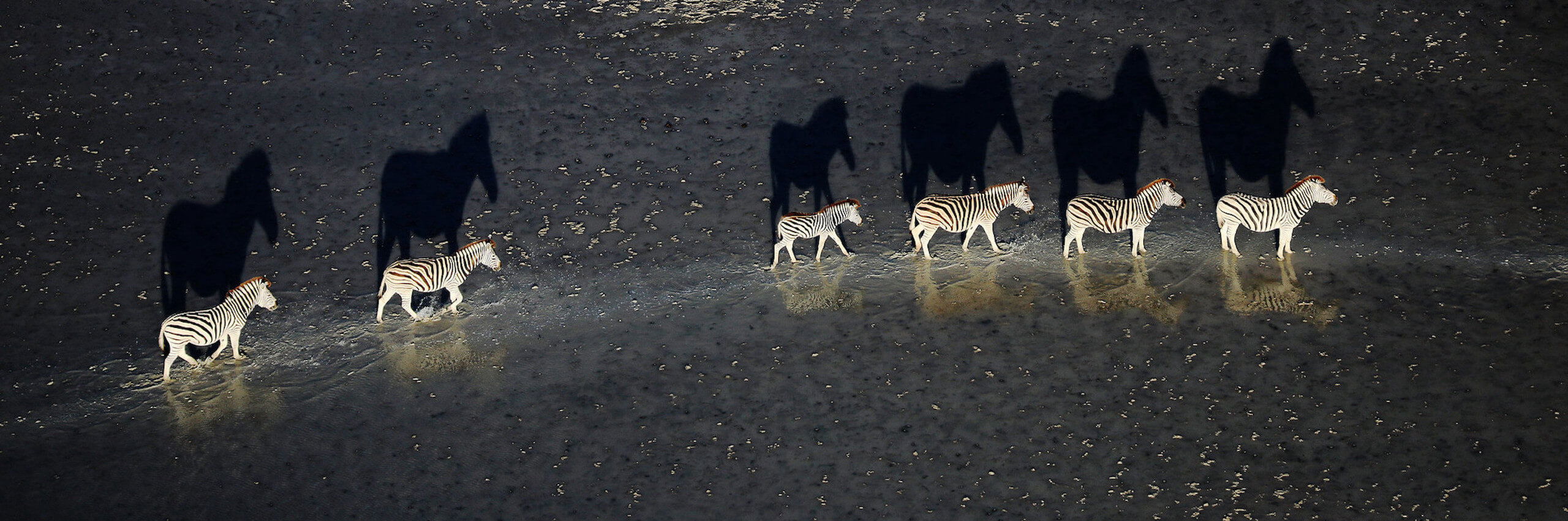 The Great Zebra Migration of Botswana