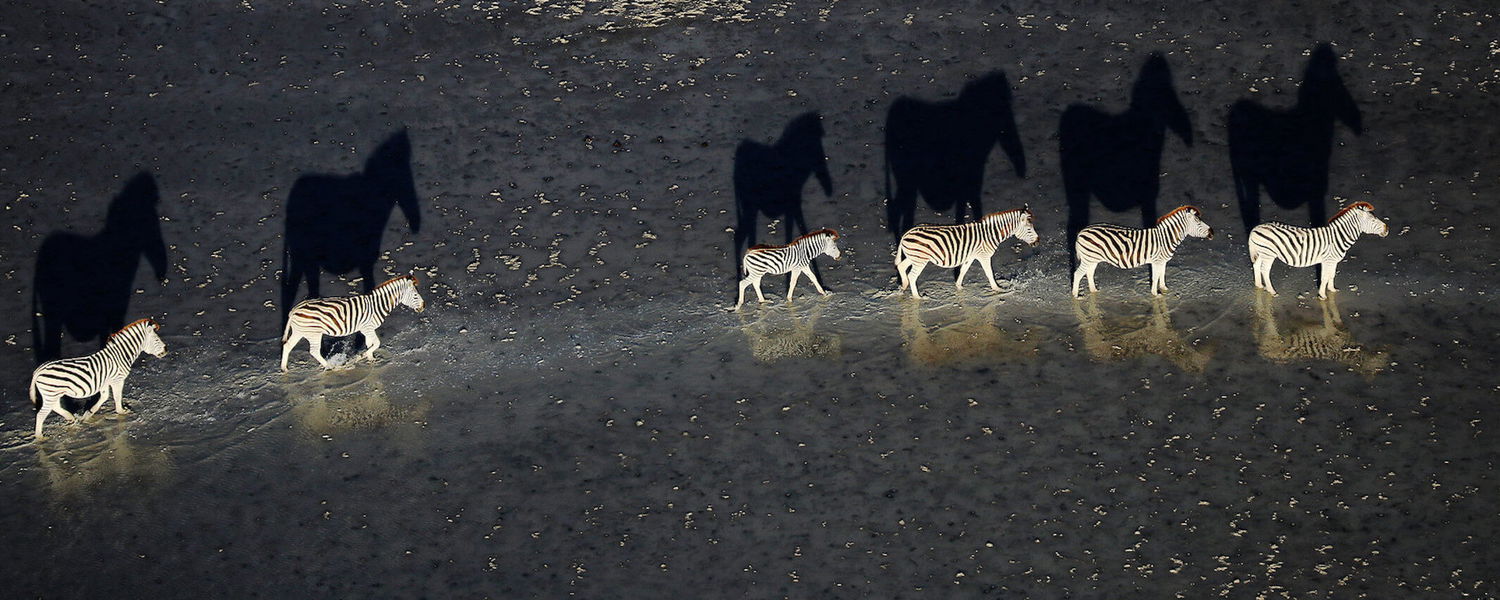 The Great Zebra Migration of Botswana