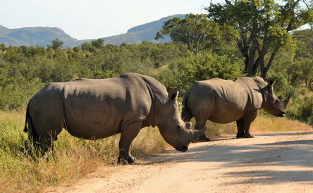 Limpopo Tour