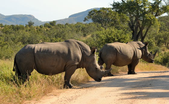 Limpopo Tour