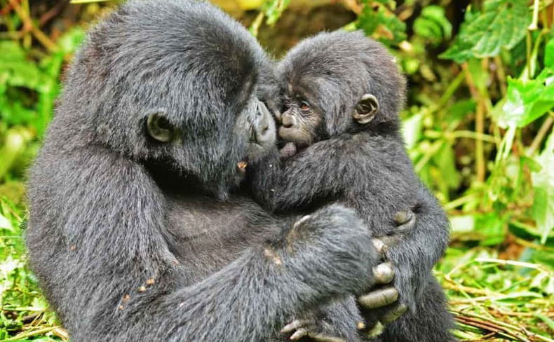 Mountain gorilla mother with baby in Bwindi forest Mountain gorilla mother with baby in Bwindi forest