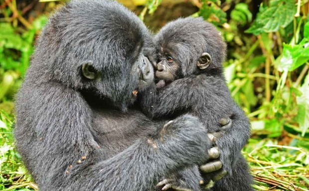 Mountain gorilla mother with baby in Bwindi forest Mountain gorilla mother with baby in Bwindi forest